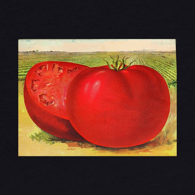 Vintage Illustration of a Beefsteak Tomato (1905) by Bravuramedia